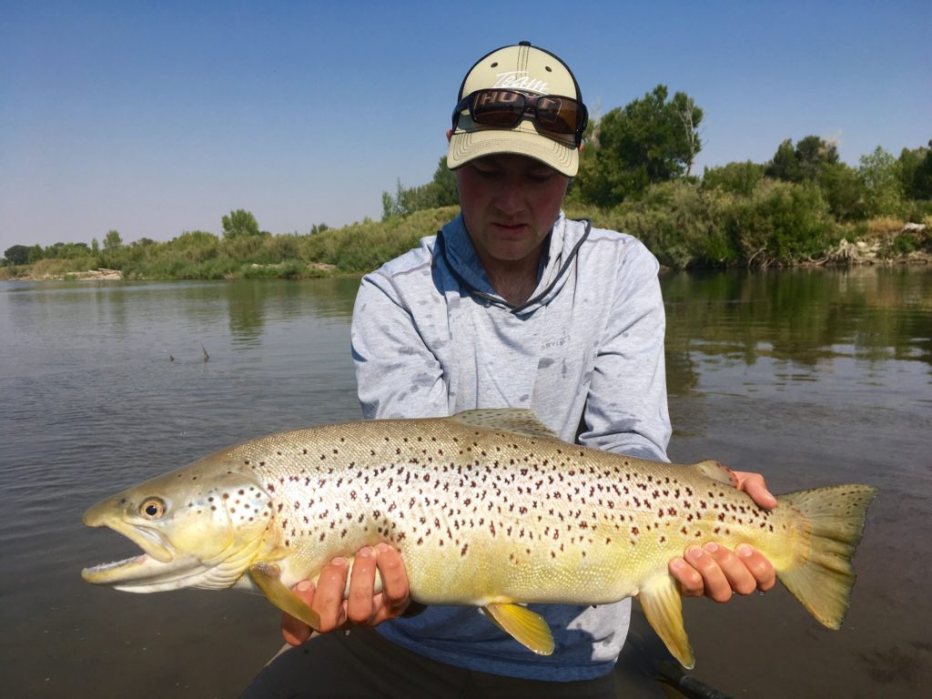 Snake River Brown Trout