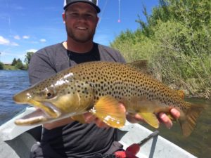 South Fork of the Snake Brown Trout