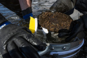 macroinvertebrate sampling on Henry's Fork